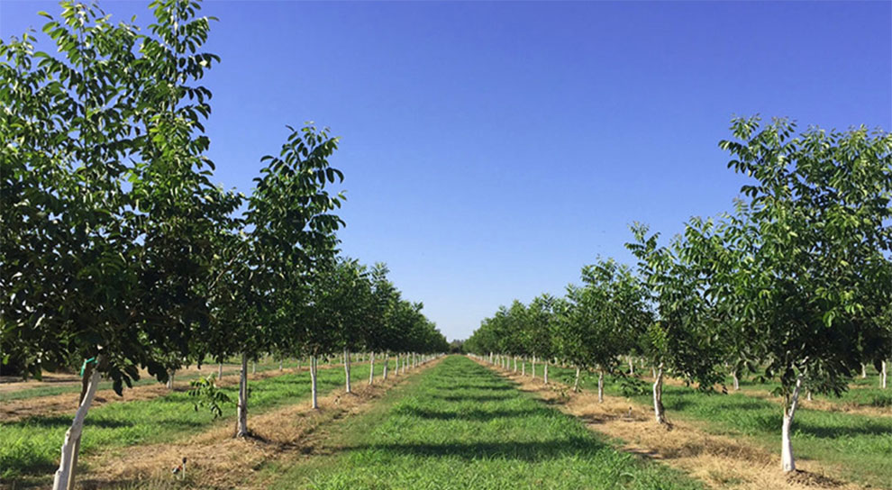 Apart To Plant Walnut Trees