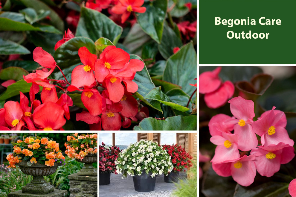 Begonia Care Outdoor