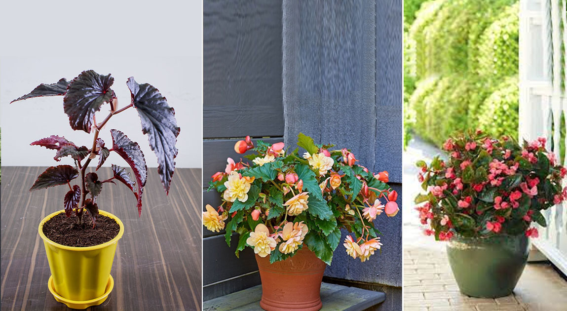 Begonia Varieties