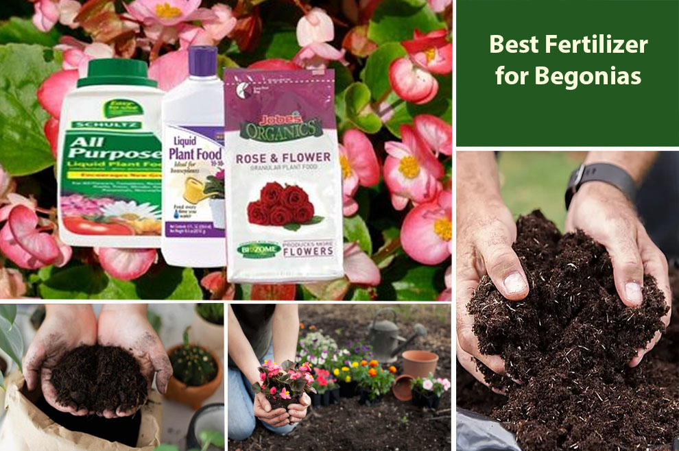 Best Fertilizer for Begonias 