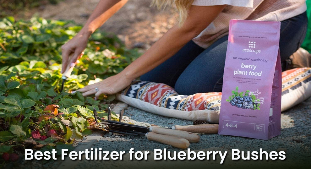 Best Fertilizer for Blueberry Bushes
