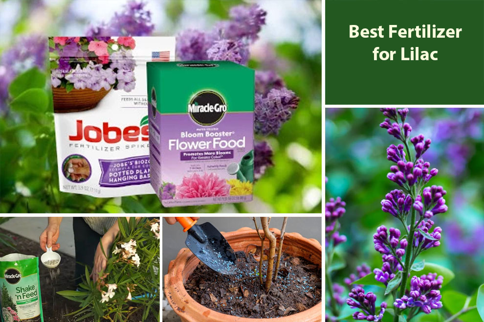 Best Fertilizer for Lilac Bushes