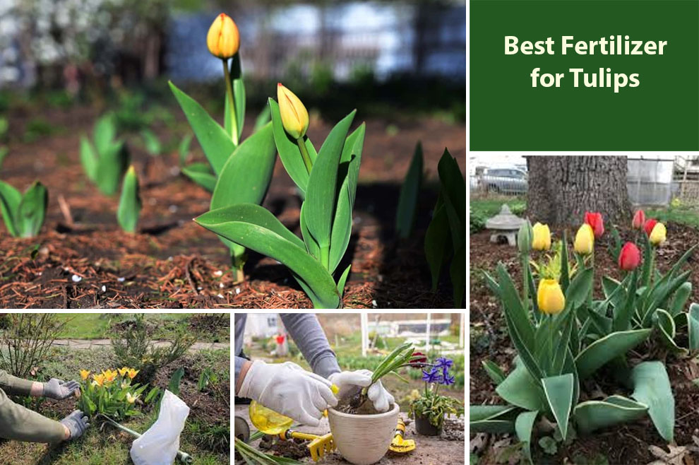Best Fertilizer for Tulips 
