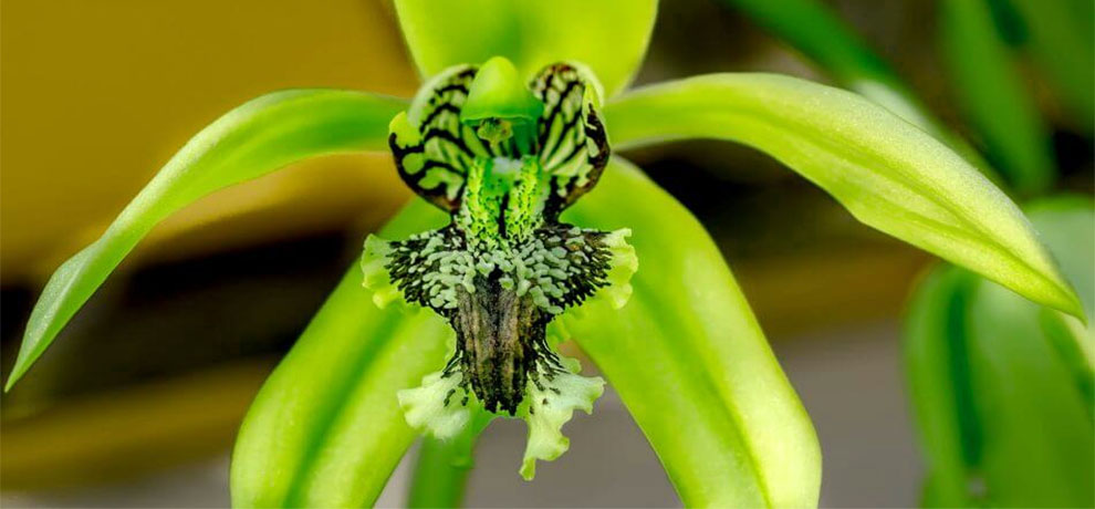 Black-Lipped Orchid