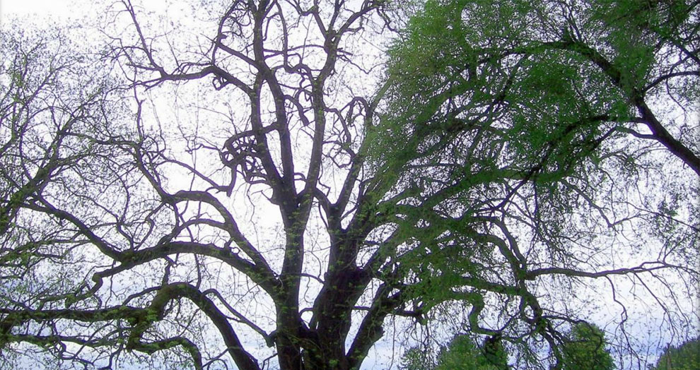 Black Walnut Tree Dead