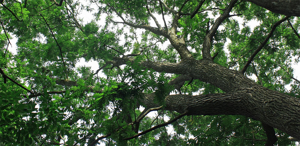 Black Walnut Tree Lifespan