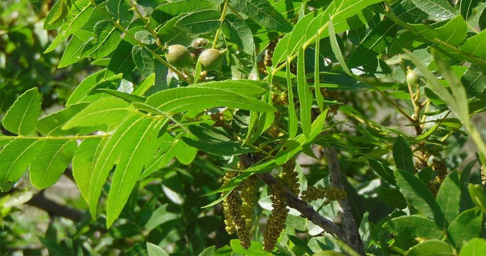 California Black walnut