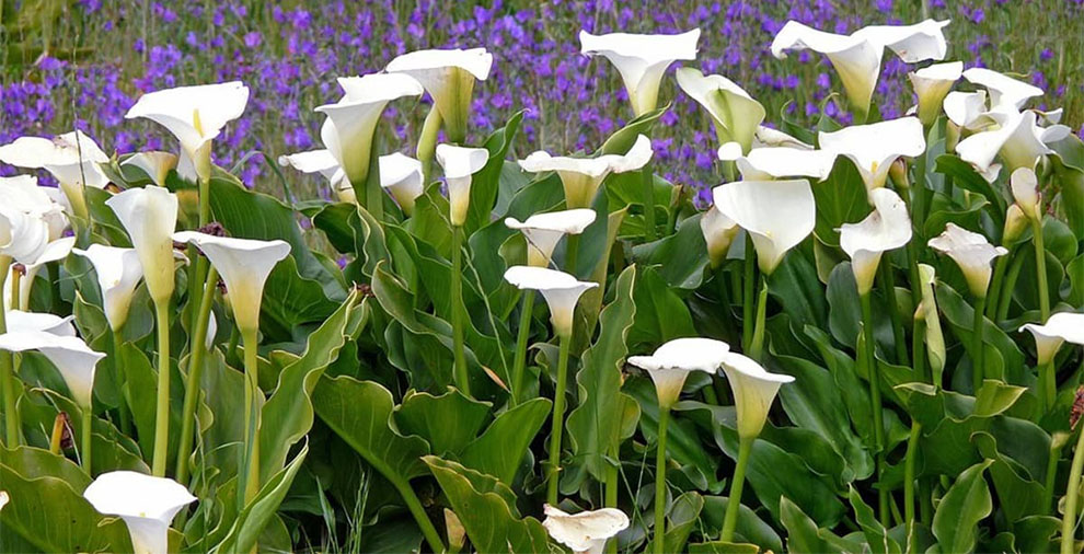 Calla Lily an indoor or outdoor plant
