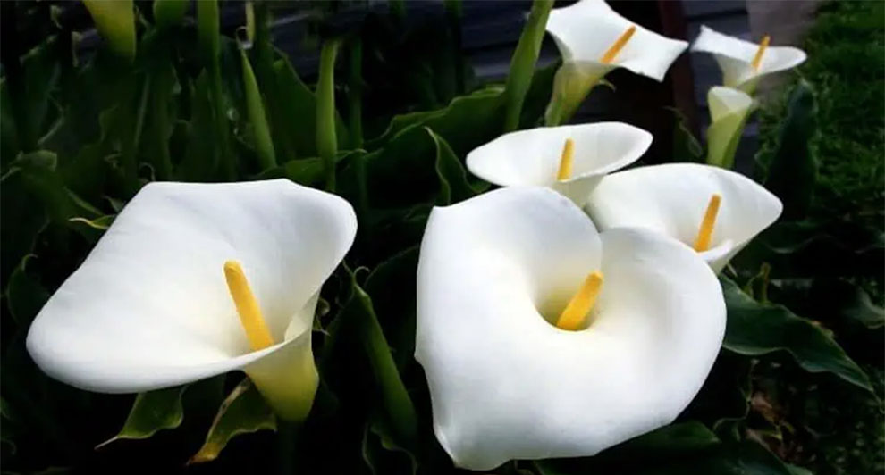 Coffee Grounds Good For Calla Lilies