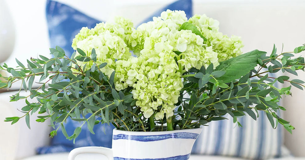 Cut Hydrangea Lifespan In The Vase