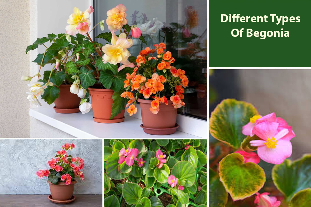 Different Types Of Begonia 