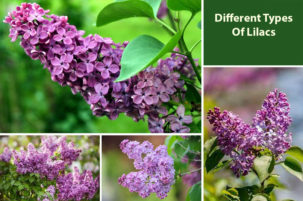 Different Types of Lilacs 