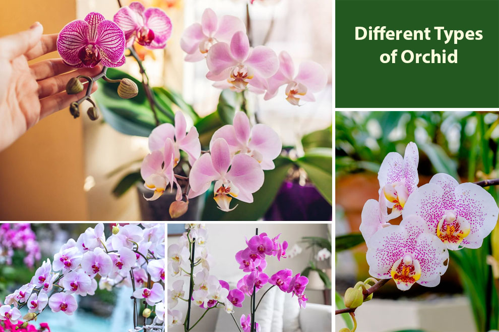Different Types of Orchid 