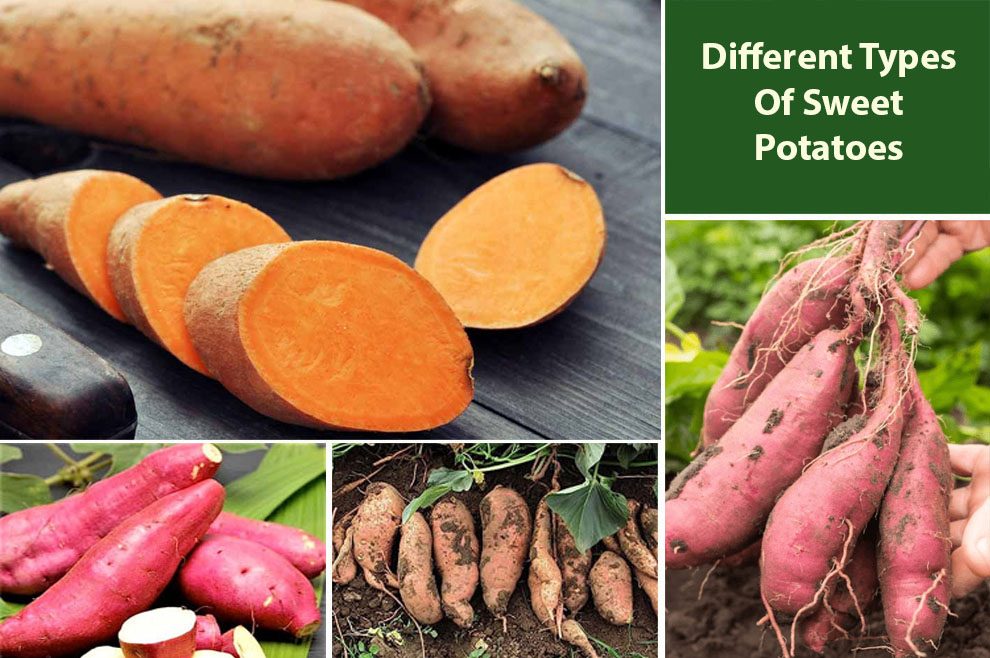 Different types of sweet potatoes 