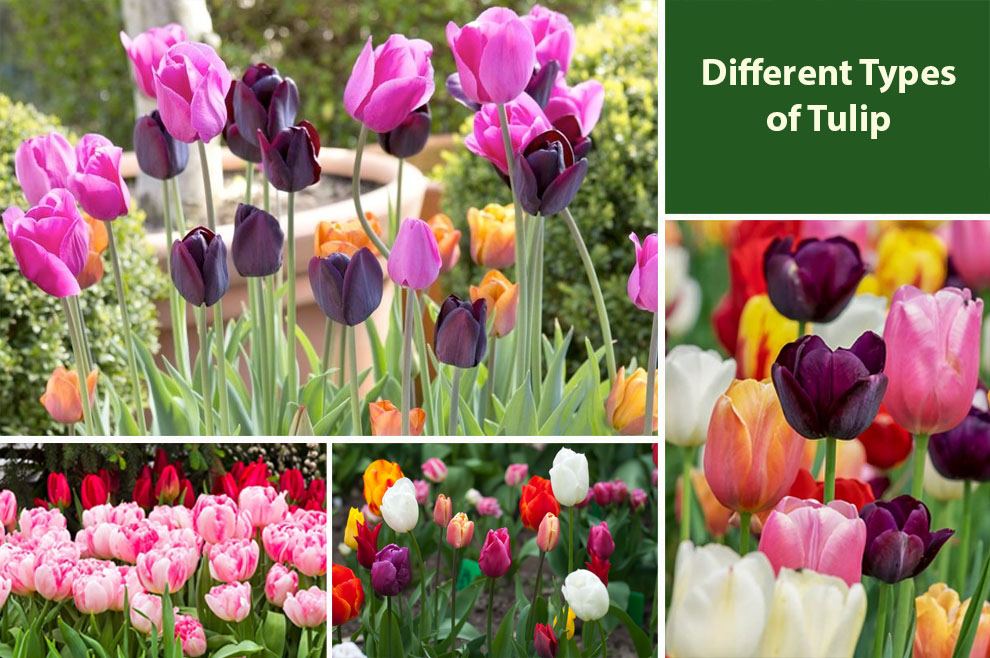 Different Types of Tulip 