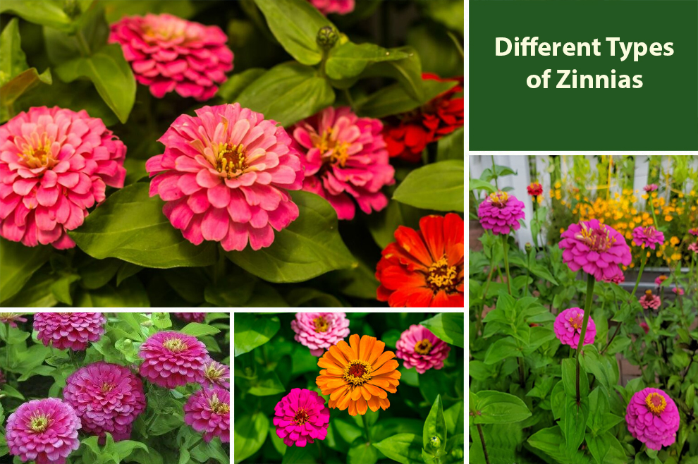 Different Types Of Zinnias