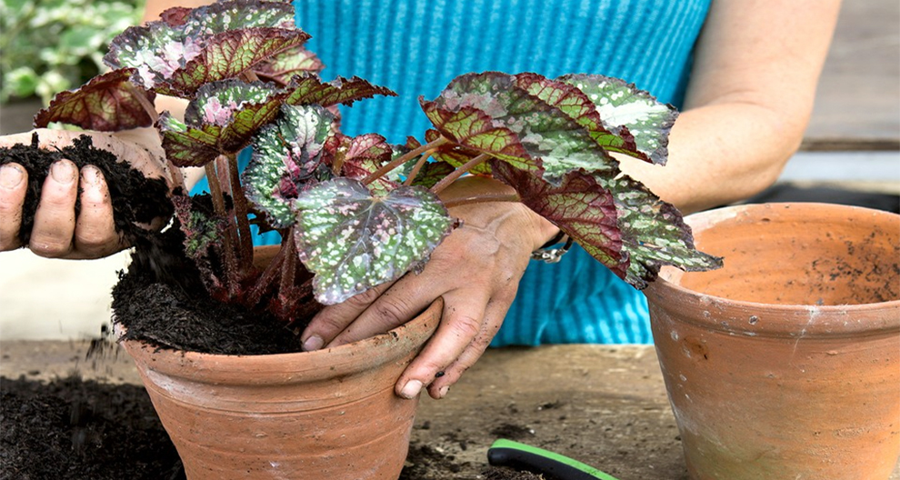 Dividing and Repotting Mature Begonias