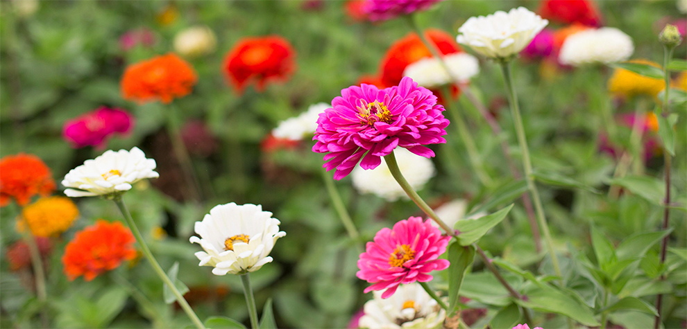 Early Wonder Zinnia