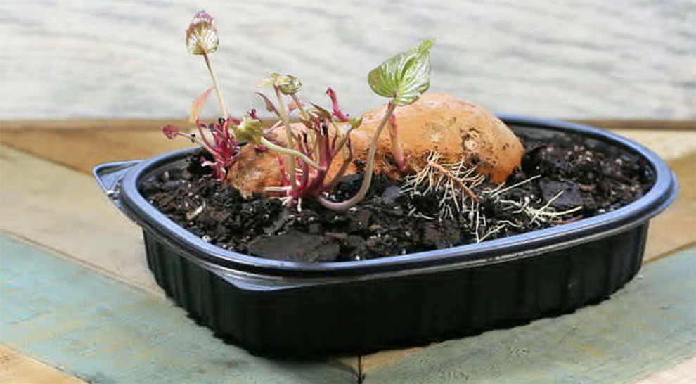Fastest Way To Sprout Sweet Potatoes