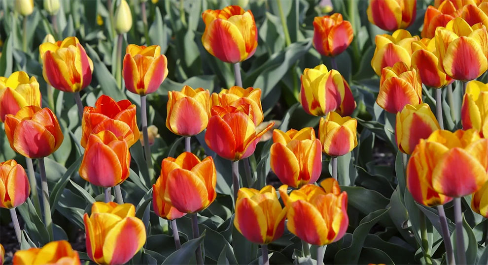 Fosteriana Tulips