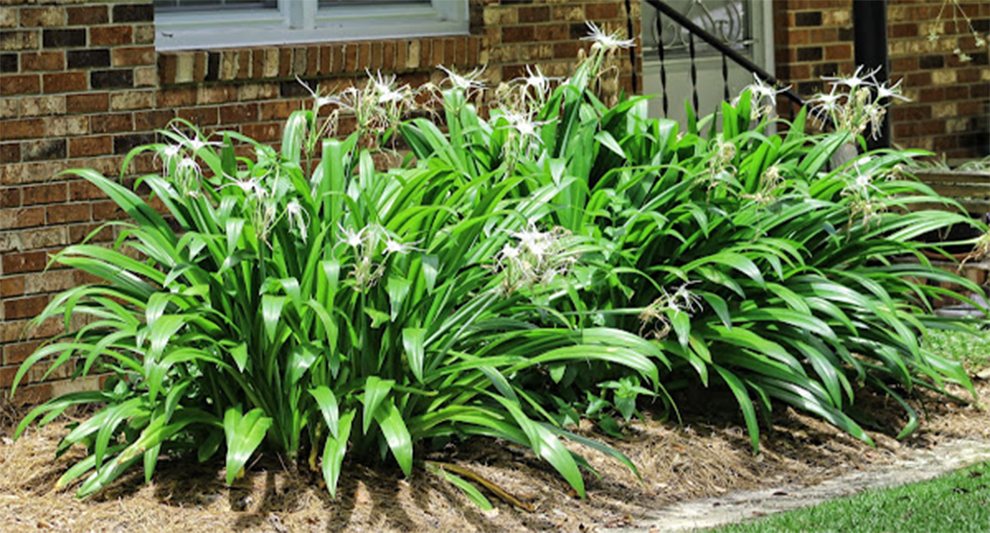 Green Spider Lily