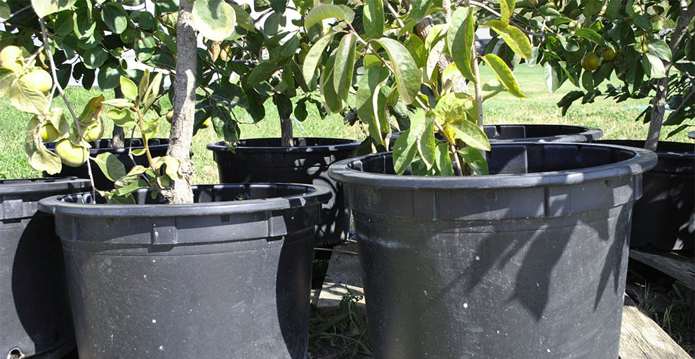 Grow A Walnut Tree In A Container