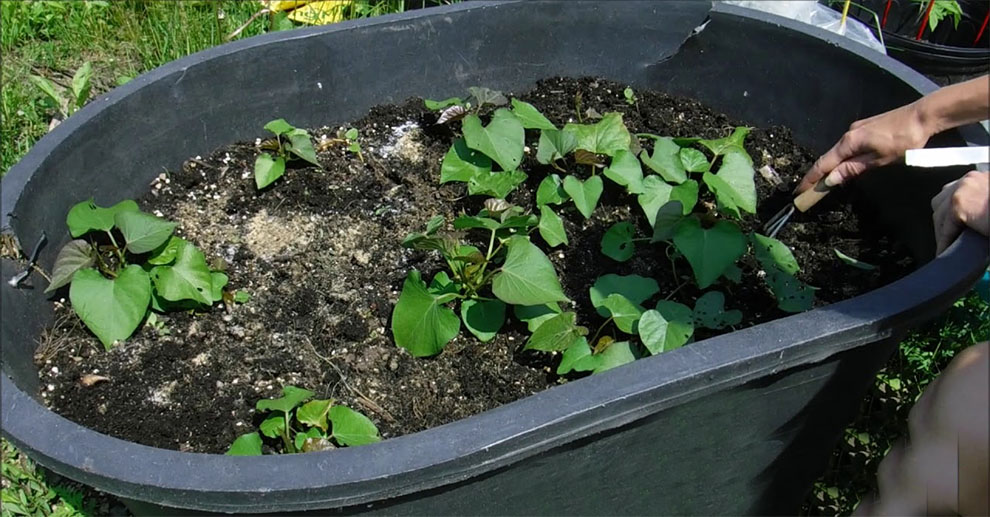 Grow Sweet Potatoes In A Bucket