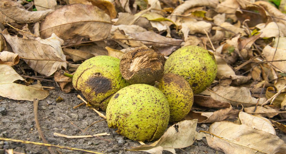 Harvest a Black Walnut Tree