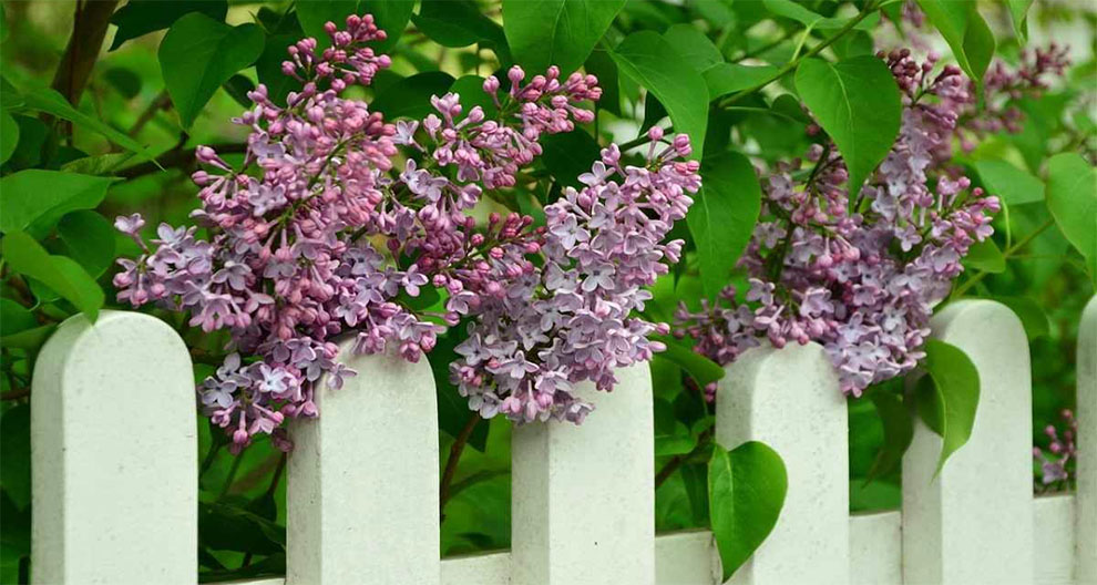 How Far To Plant Lilac From The Fence