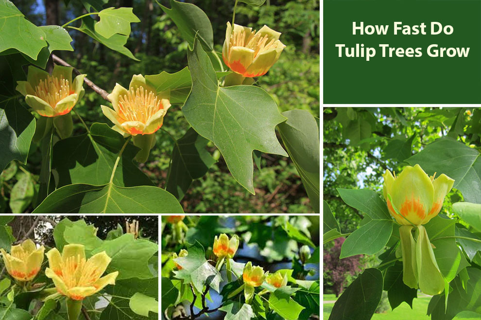 How Fast Do Tulip Trees Grow 