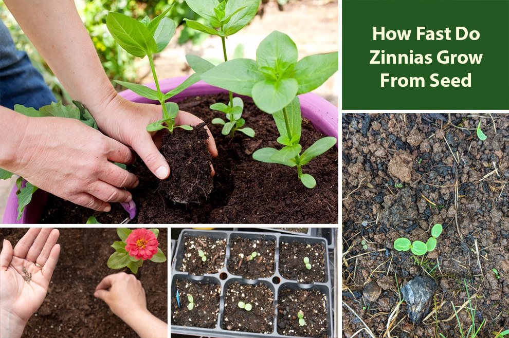 How Fast Do Zinnias Grow From Seed 