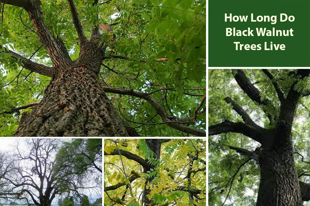 How Long Do Black Walnut Trees Live 