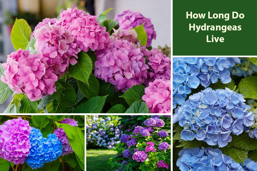 How Long Do Hydrangeas Live 