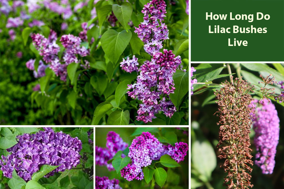 How Long Do Lilac Bushes Live