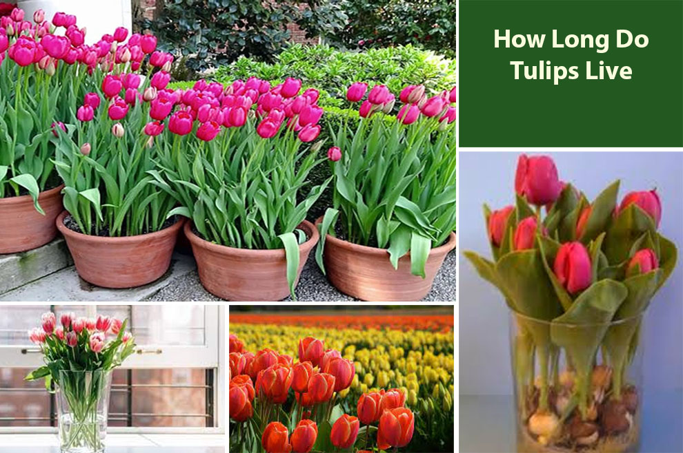 How Long Do Tulips Live to Flower
