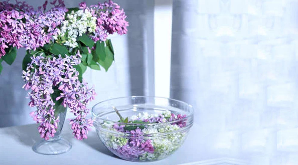 How Much Water Do Lilacs Need