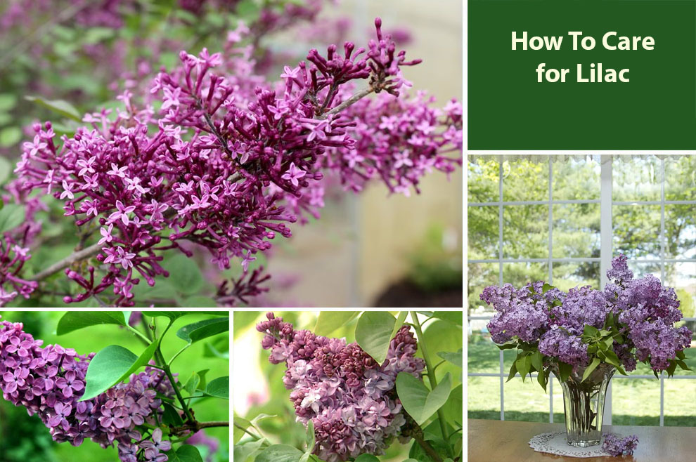 How To Care for Lilac 