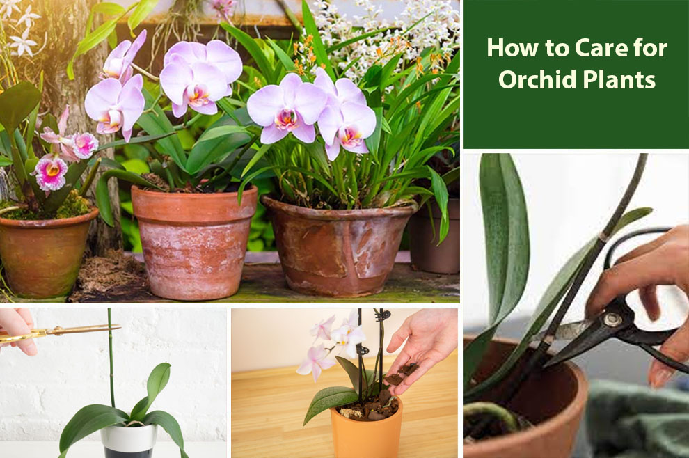 How to Care for Orchid Plants 