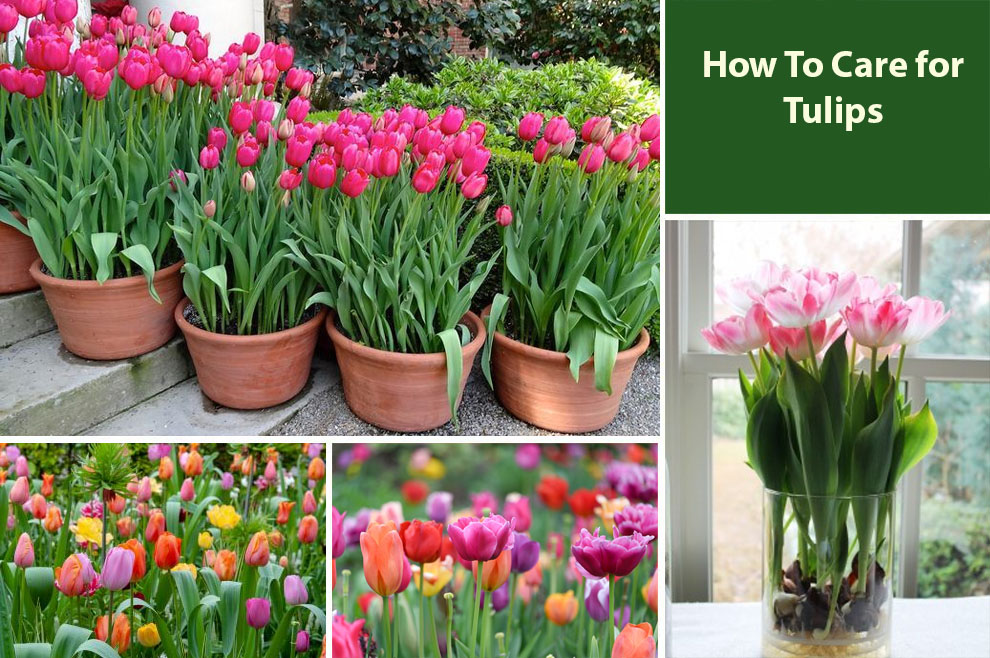 How To Care for Tulips 