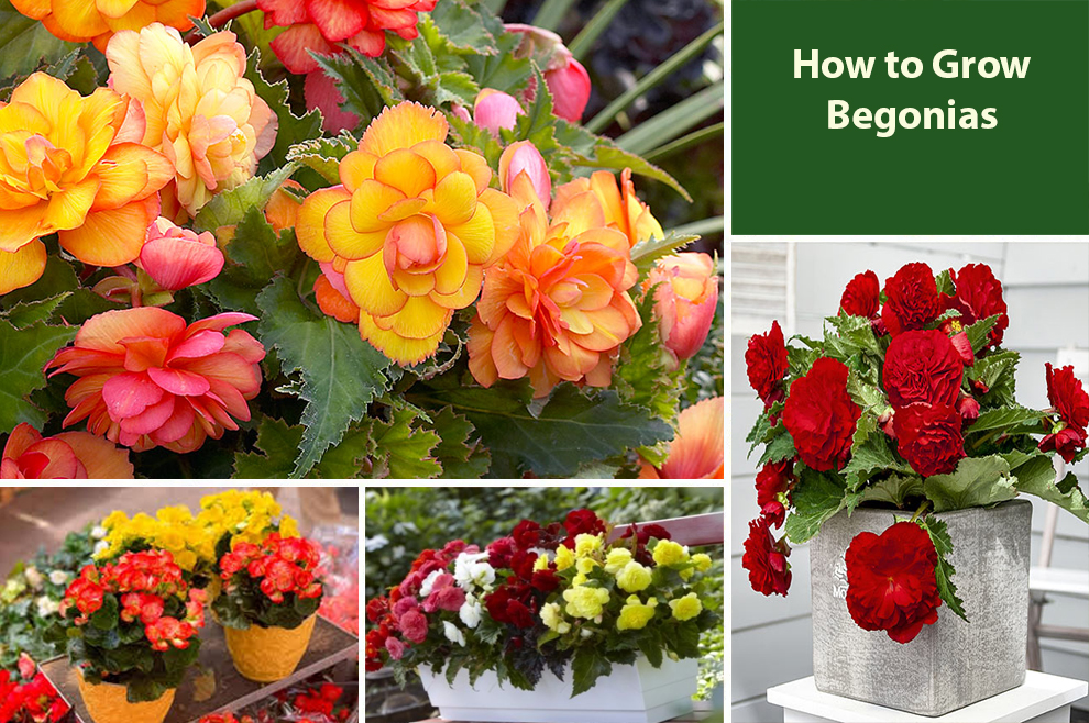 How to Grow Begonias