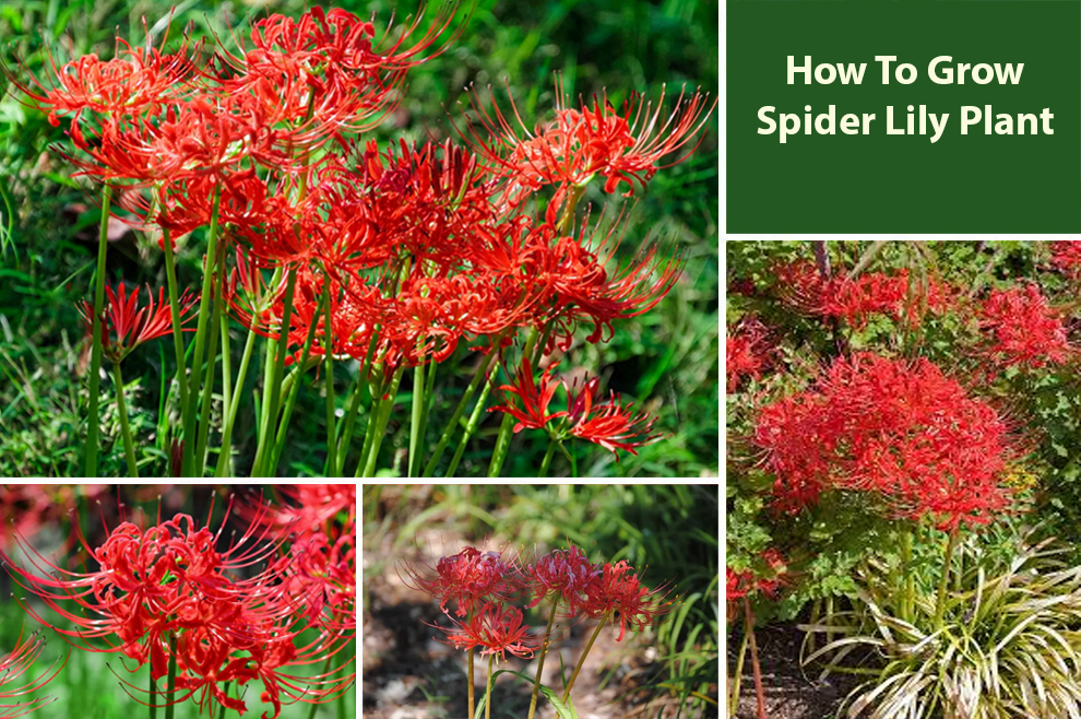 How To Grow Spider Lily Plant 