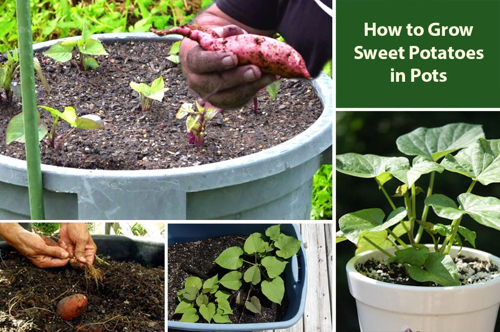 How to Grow Sweet Potatoes in Pots 