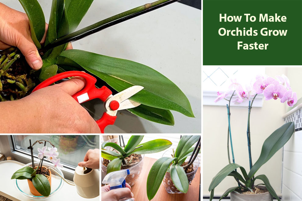 How To Make Orchids Grow Faster 