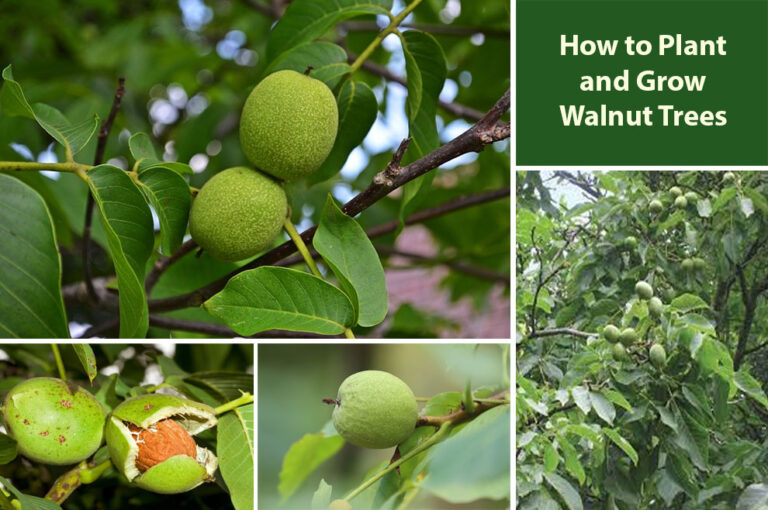 How to Plant and Grow Walnut Trees From Seeds & Seedlings