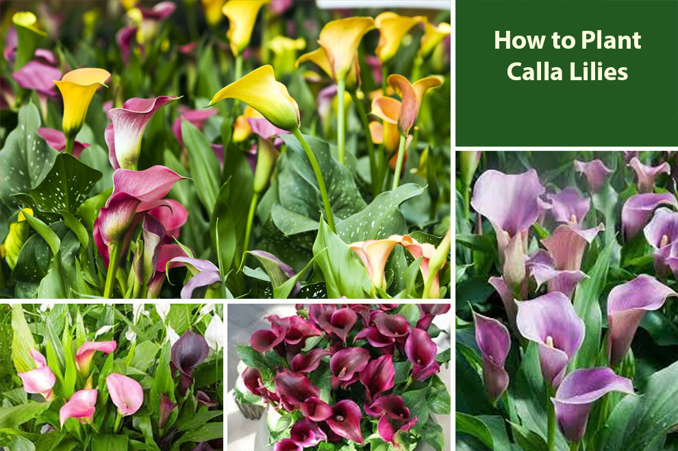 How To Plant Calla Lily Bulbs