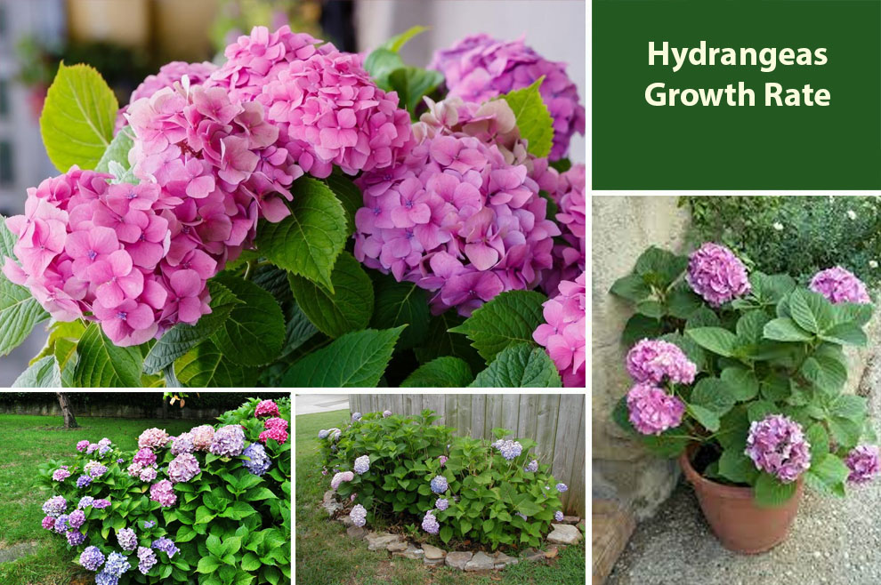 Hydrangeas Growth Rate 