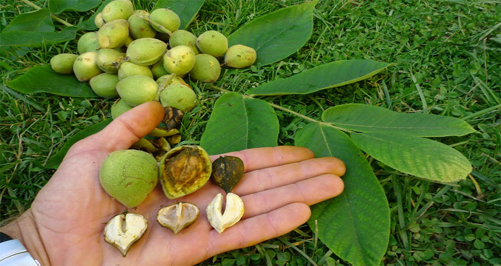 Juglans Ailantifolia