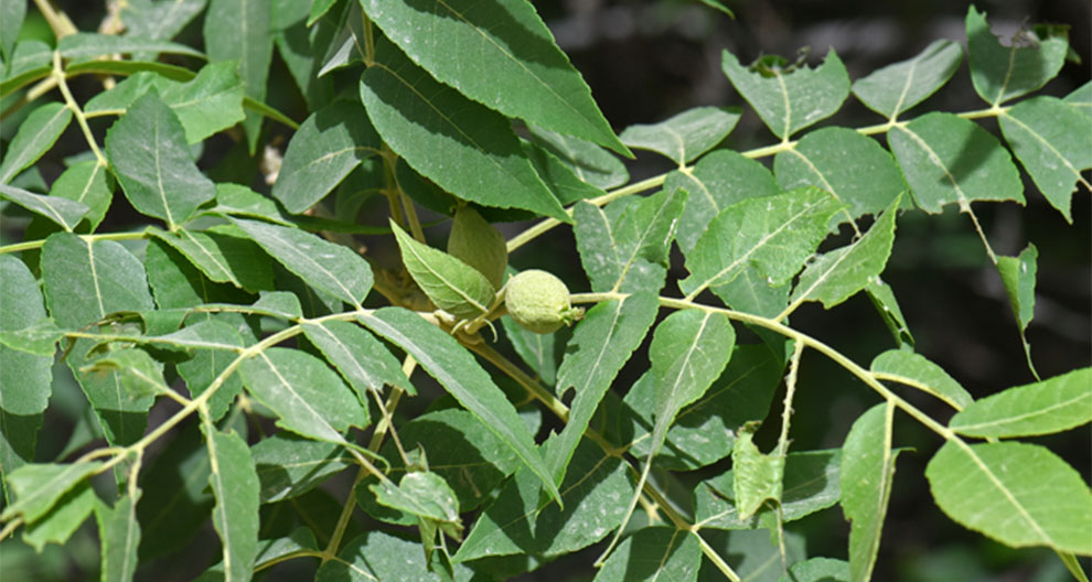 Juglans Major