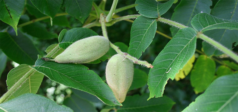 Juglans Mandshurica