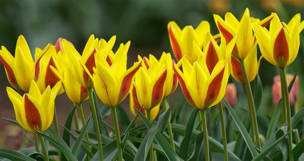 Kaufmanniana Tulips